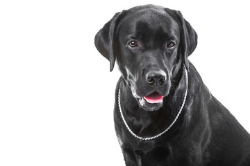 Portrait of black labrador retriever dog on isolated white