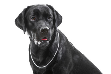 Portrait of black labrador retriever dog on isolated white