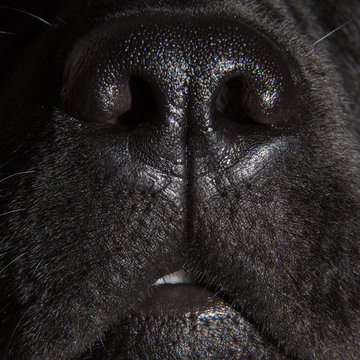 Cute Nose Of Black Labrador Retriever Dog