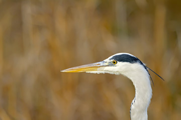 Grey Heron Portrait