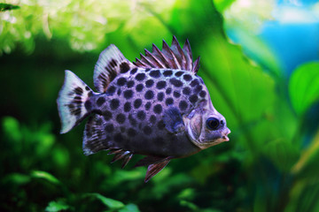 Argus Scatophagus