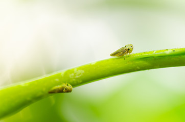 Aphids on the flower