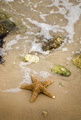 Fototapeta na wymiar Background with sea coast and starfish on the sand.