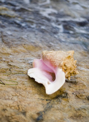 Seashell on the sandy beach