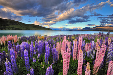 Lupines aan de oever van Lake Tekapo, Nieuw-Zeeland