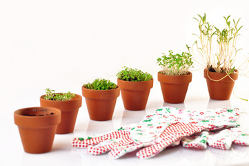 small vases containing seedlings with gloves