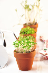 small vases containing seedlings