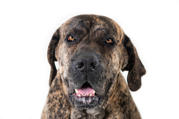 close-up portrait of the big dog