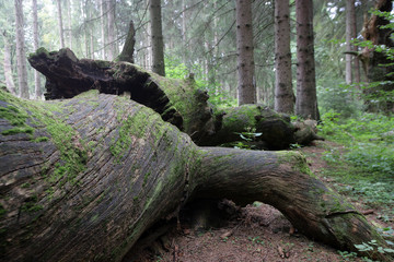 Ein umgekippter Baum