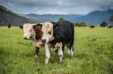 Naklejka na ściany i meble Farm cowsin na Wyspie Południowej w Nowej Zelandii.