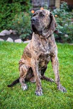 big dog sitting on the green grass in the garden. Brazilian fila