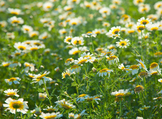 garland chrysanthemum