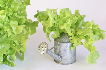 Green oak leaf lettuce with tin watering can isolated