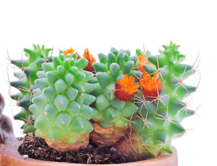 Close up of globe shaped cactus with thorns