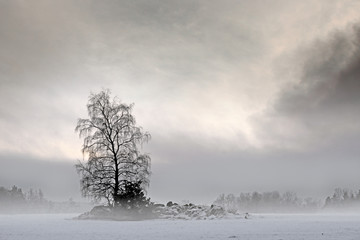 Bare tree in foggy landscape