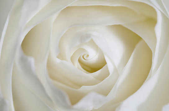 Background with close up of a white rose
