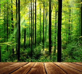 Obrazy na Plexi  Świeży zielony las z promieniami słońca i drewnianą podłogą