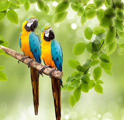 Fotobehang ara papegaai op een boom © Vitaly Krivosheev