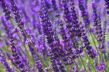 Lavendel - lavender 79