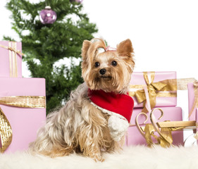 Yorkshire Terrier sitting and wearing a Christmas scarf