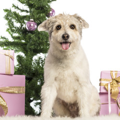 Crossbreed sitting in front of Christmas decorations