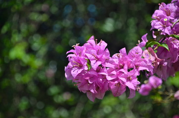 Obraz premium Colourful Bouganvillea bush in Singapore Botanic Gardens