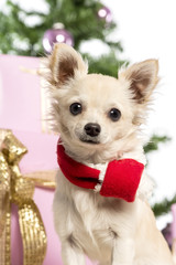 Chihuahua sitting and wearing a Christmas scarf
