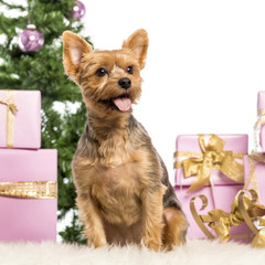 Yorkshire Terrier sitting in front of Christmas decorations