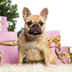 French Bulldog sitting in front of Christmas decorations