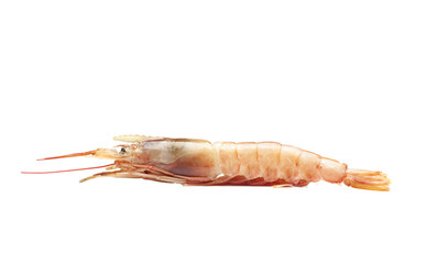 Raw shrimp isolated