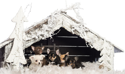 Chihuahua sitting in front of Christmas nativity scene
