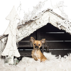 Chihuahua sitting in front of Christmas nativity scene