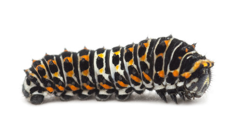 Fototapeta premium Caterpillar of the Old World Swallowtail, Papilio machaon