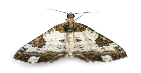 Top view of a Pretty Chalk Carpet moth, Melanthia procellata