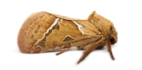 Side view of a Common Swift, Hepialus lupulinus