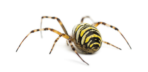 Rear view of a Wasp Spider, Argiope bruennichi