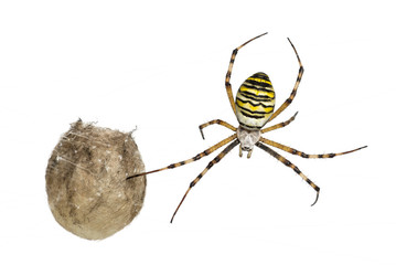 Wasp Spider, Argiope bruennichi, hanging next to its egg sack