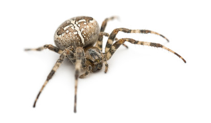 European garden spider against white background