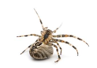 European garden spider, Araneus diadematus, on its back