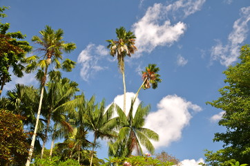 Fototapeta premium Singapore Botanic Gardens