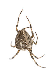 European garden spider, Araneus diadematus, hanging