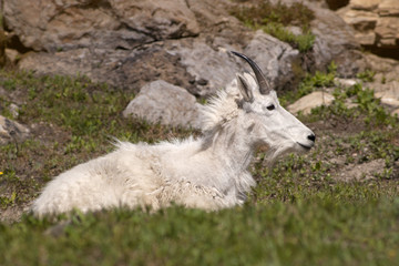 Obraz na płótnie Canvas Mountain Goat in Glacier National Park