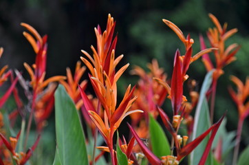 Obraz premium Beautiful Heliconia flower blooming in vivid colours