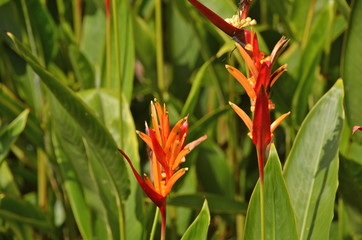 Beautiful Heliconia flower blooming in vivid colours