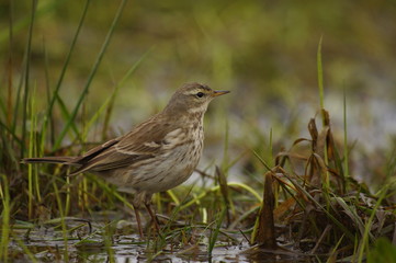 Pipit des arbres en zone humide