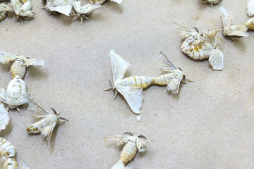 Silkworm butterflies