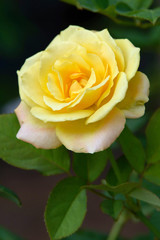 Roses on a bush in a garden - 48384283
