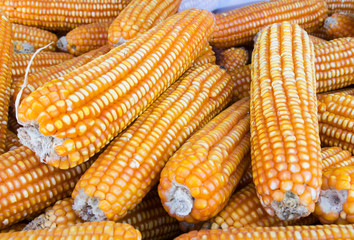 Fototapeta na wymiar ¯ółty suszone kukurydza
