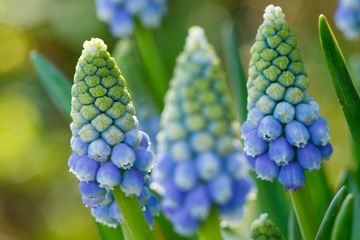 blaue Traubenhyazinthen - Muscari