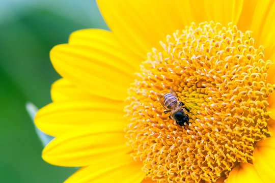 Close Up of Sunflower with bee